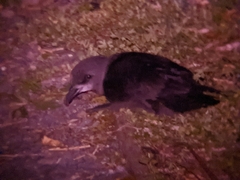 Pterodroma gouldi