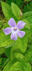 Vinca difformis