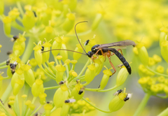 Pimpla pedalis