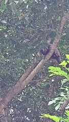 Callithrix penicillata