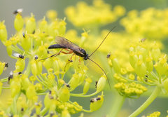 Pimpla pedalis