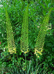 Eremurus stenophyllus