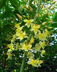 Eremurus stenophyllus