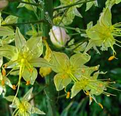 Eremurus stenophyllus