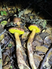 Aureoboletus