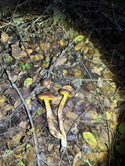 Aureoboletus