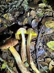 Aureoboletus