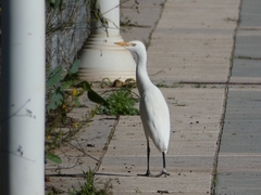 Bubulcus ibis