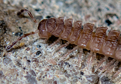 Polydesmus