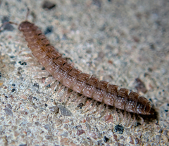 Polydesmus