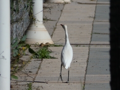 Bubulcus ibis