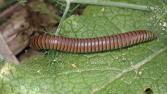 Ommatoiulus rutilans