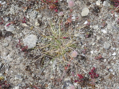 Rytidosperma maculatum