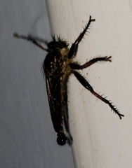 Neoitamus