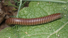 Ommatoiulus rutilans