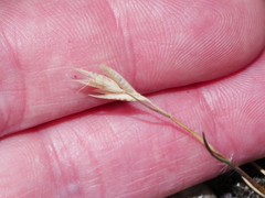 Rytidosperma maculatum