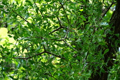 Loranthus europaeus