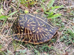 Terrapene carolina bauri