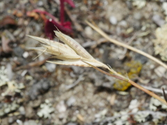 Rytidosperma maculatum