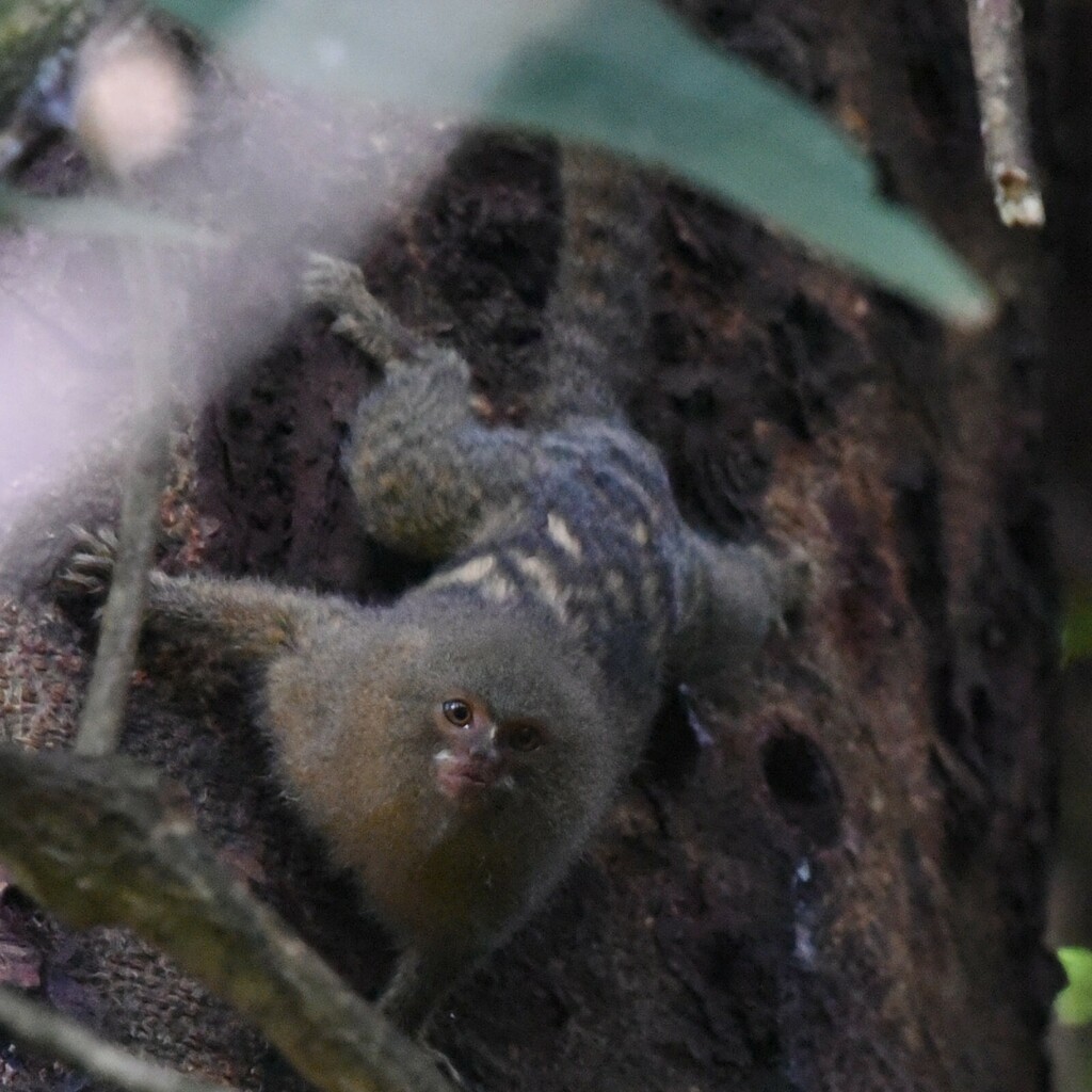 Western Pygmy Marmoset in December 2022 by Manuel Morales · iNaturalist