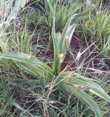 Hypoxis hemerocallidea