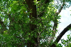 Loranthus europaeus
