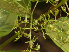 Anodendron parviflorum