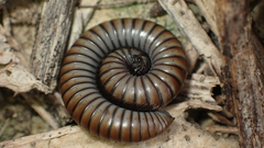 Ommatoiulus rutilans