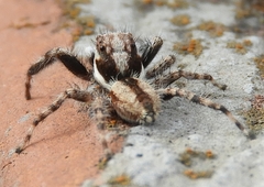 Menemerus bivittatus