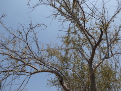 Strychnos madagascariensis