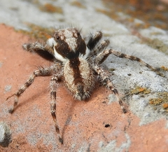 Menemerus bivittatus