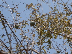 Strychnos madagascariensis