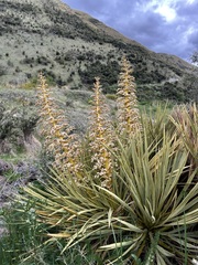 Aciphylla aurea