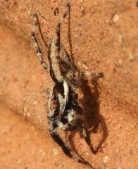 Menemerus bivittatus