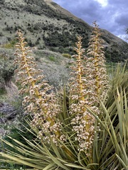 Aciphylla aurea