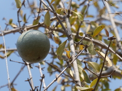 Strychnos madagascariensis