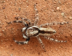 Menemerus bivittatus