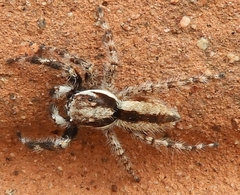 Menemerus bivittatus