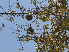 Strychnos madagascariensis