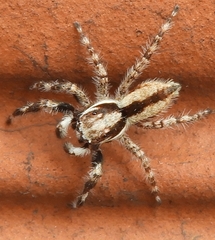 Menemerus bivittatus