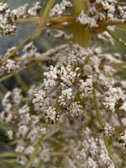 Aciphylla aurea
