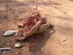 Strychnos madagascariensis