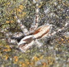 Menemerus bivittatus