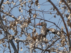 Lophoceros alboterminatus