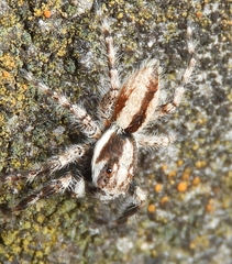 Menemerus bivittatus