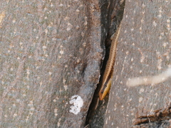 Trachylepis wahlbergii