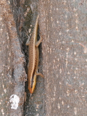 Trachylepis wahlbergii