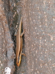 Trachylepis wahlbergii