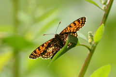 Melitaea athalia