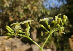 Anodendron parviflorum